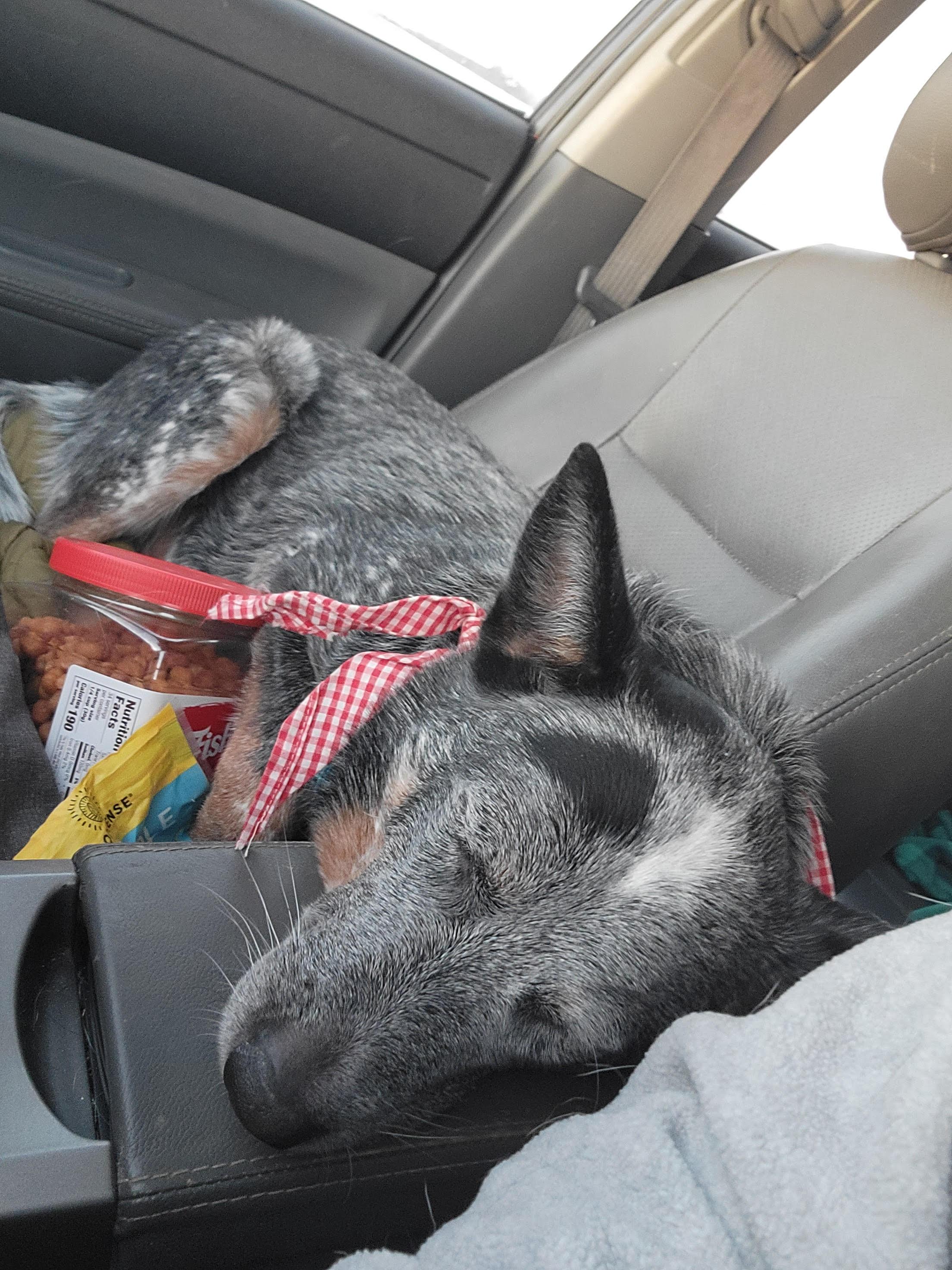 Enlarge Dozer, an adopted Australian Cattle Dog / Blue Heeler in Fertile, MN image 1/1