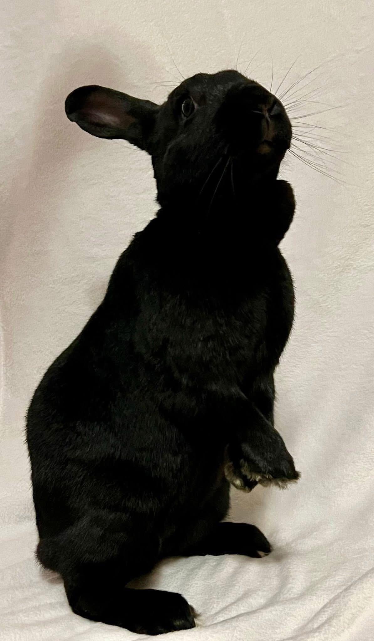 Enlarge Toothless , a ADOPTABLE New Zealand in St. Charles, MO image 4/4