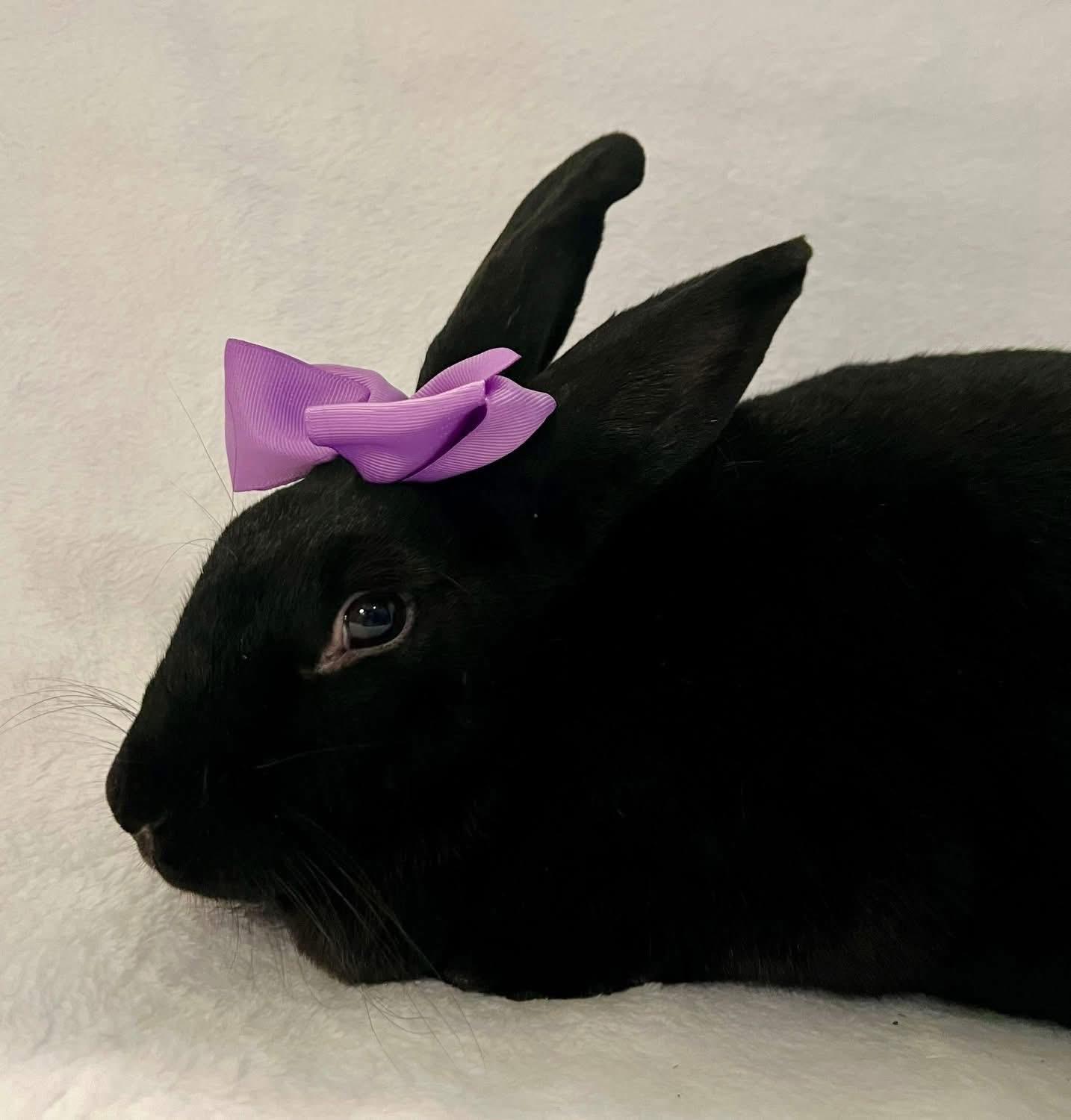 Enlarge Toothless , a ADOPTABLE New Zealand in St. Charles, MO image 3/4