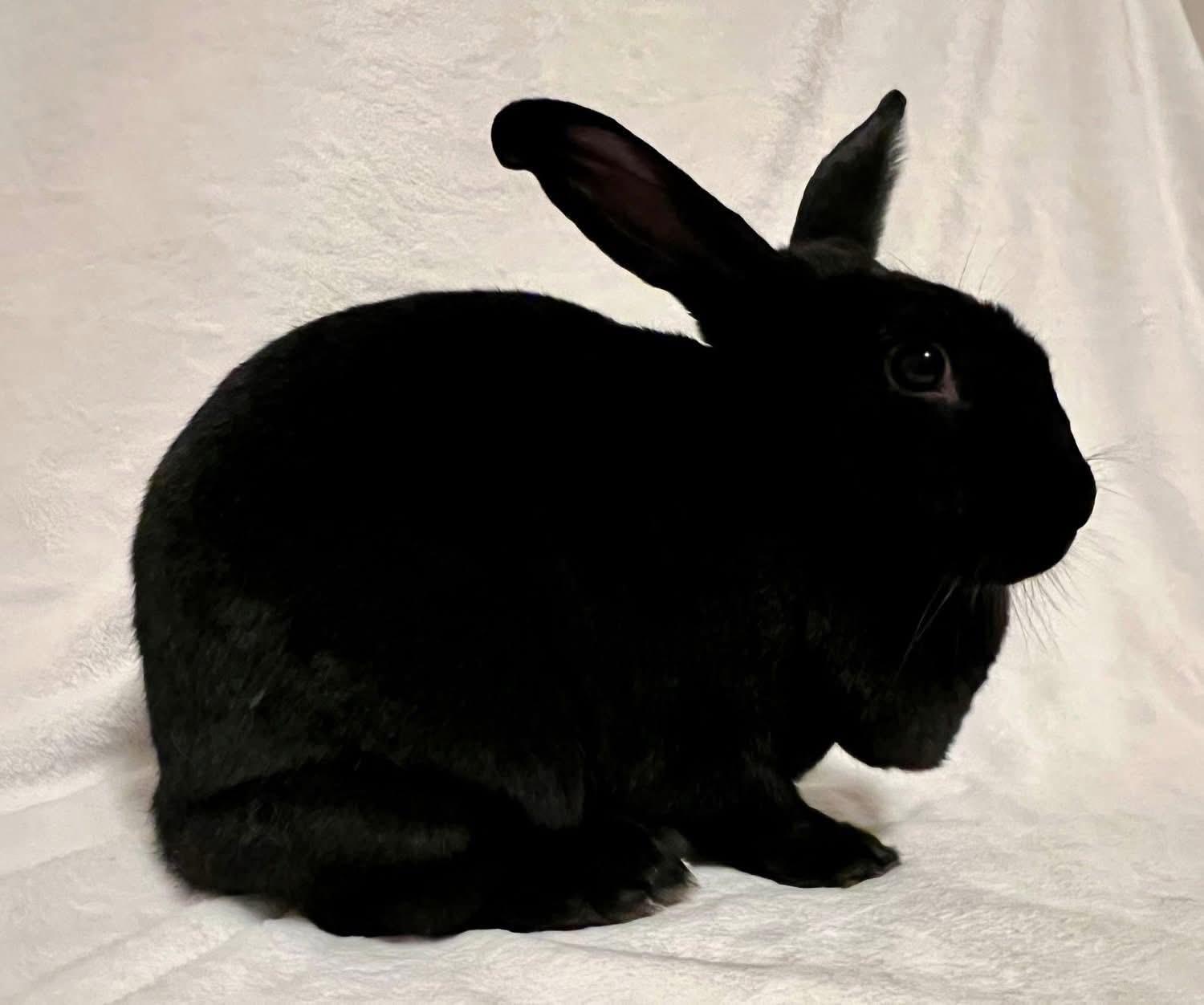 Enlarge Toothless , a ADOPTABLE New Zealand in St. Charles, MO image 1/4