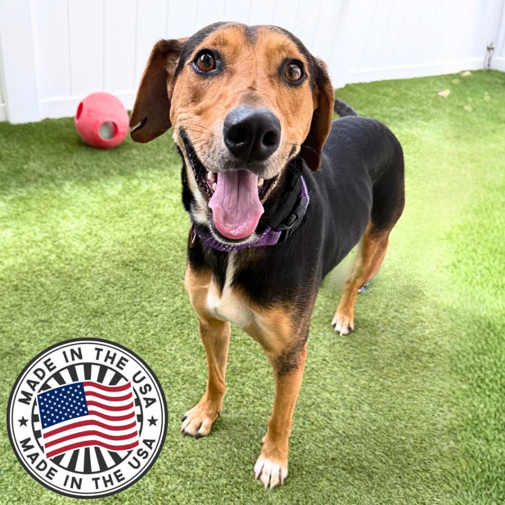 Enlarge Arturo, a Adoptable mixed breed in Saint Petersburg, FL image 1/3
