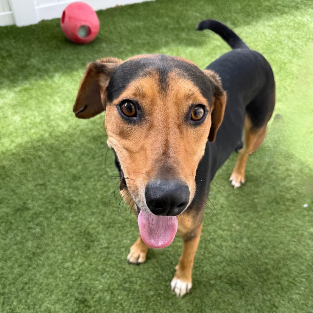 Enlarge Arturo, a Adoptable mixed breed in Saint Petersburg, FL image 2/3