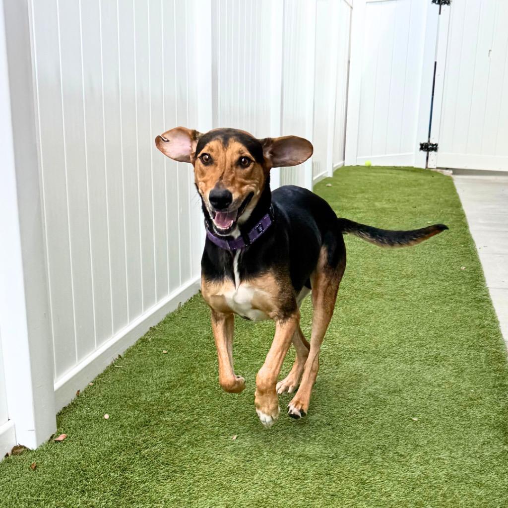 Enlarge Arturo, a Adoptable mixed breed in Saint Petersburg, FL image 3/3