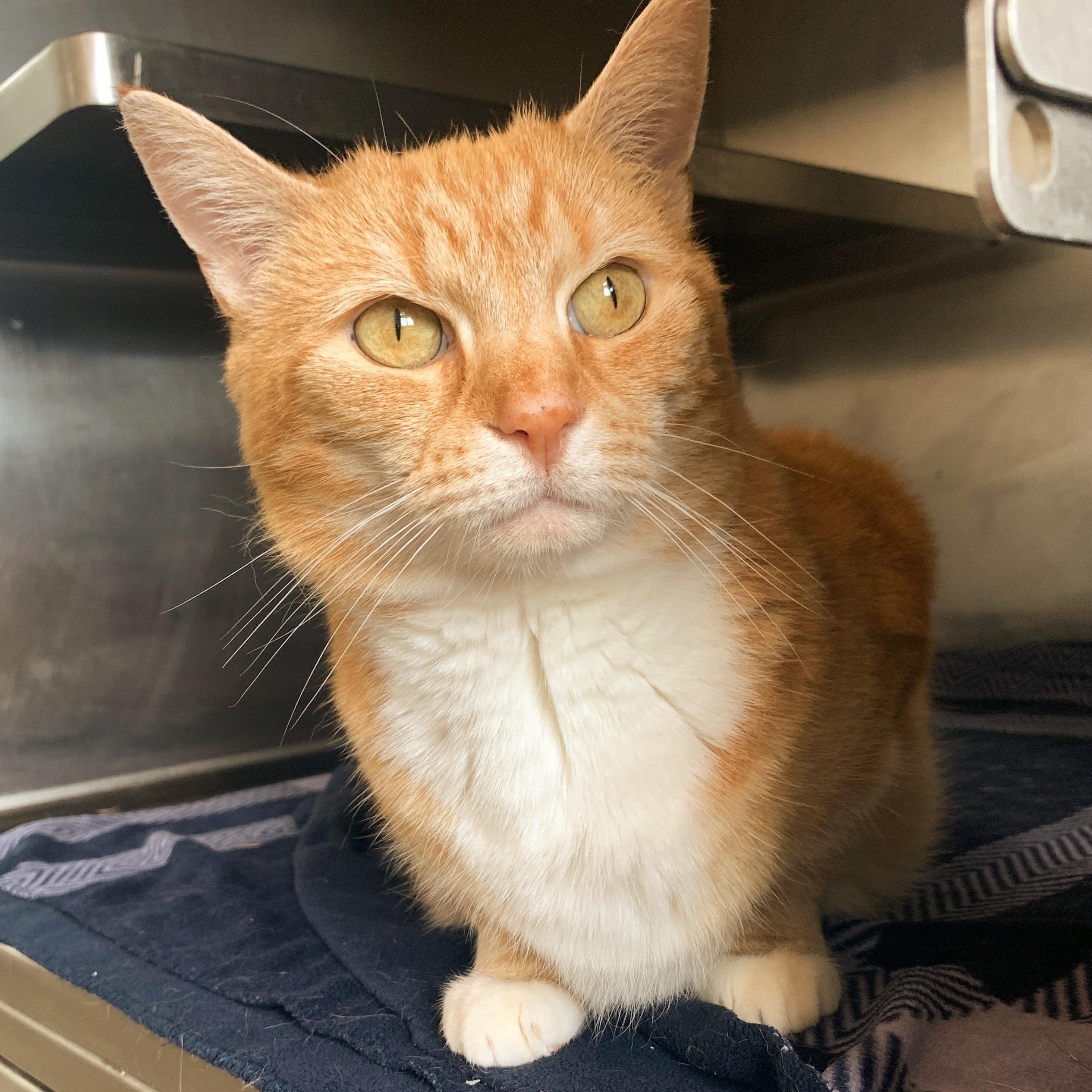 Enlarge Taco Cat, a Adoptable Domestic Short Hair in Winchester, VA image 3/4