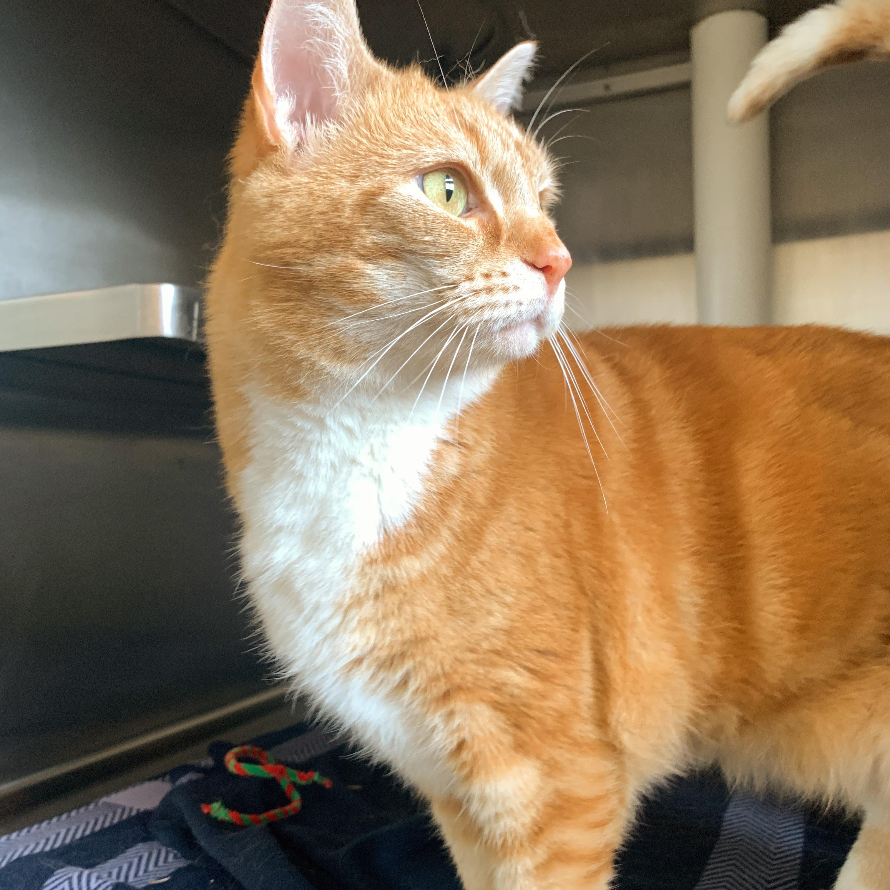 Enlarge Taco Cat, a Adoptable Domestic Short Hair in Winchester, VA image 4/4