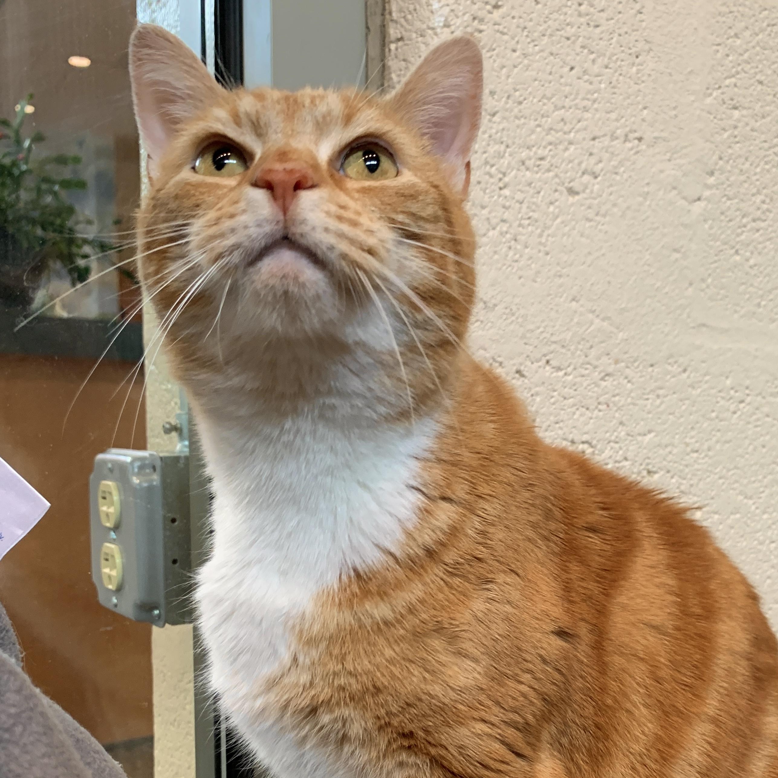 Enlarge Taco Cat, a Adoptable Domestic Short Hair in Winchester, VA image 1/4