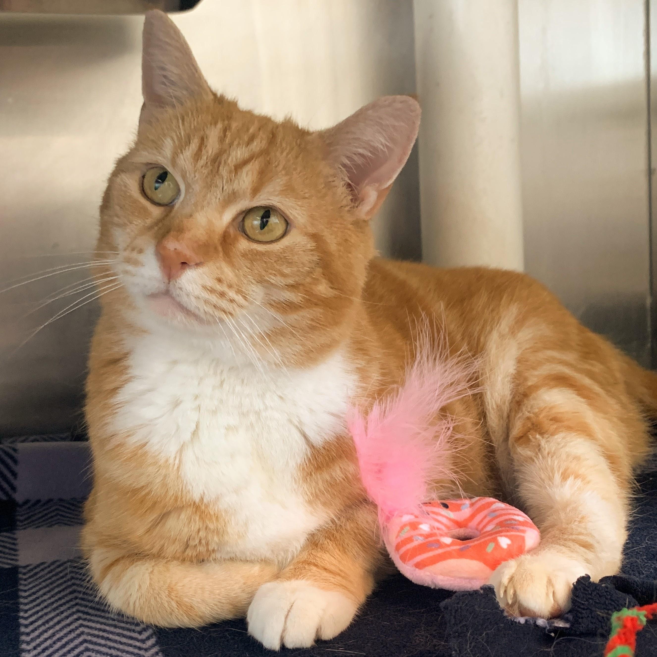 Enlarge Taco Cat, a Adoptable Domestic Short Hair in Winchester, VA image 2/4