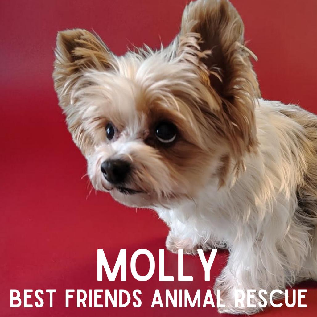 Enlarge Molly, a Adoptable mixed breed in Wasilla, AK image 1/4
