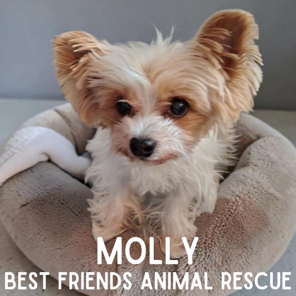 Enlarge Molly, a Adoptable mixed breed in Wasilla, AK image 2/4
