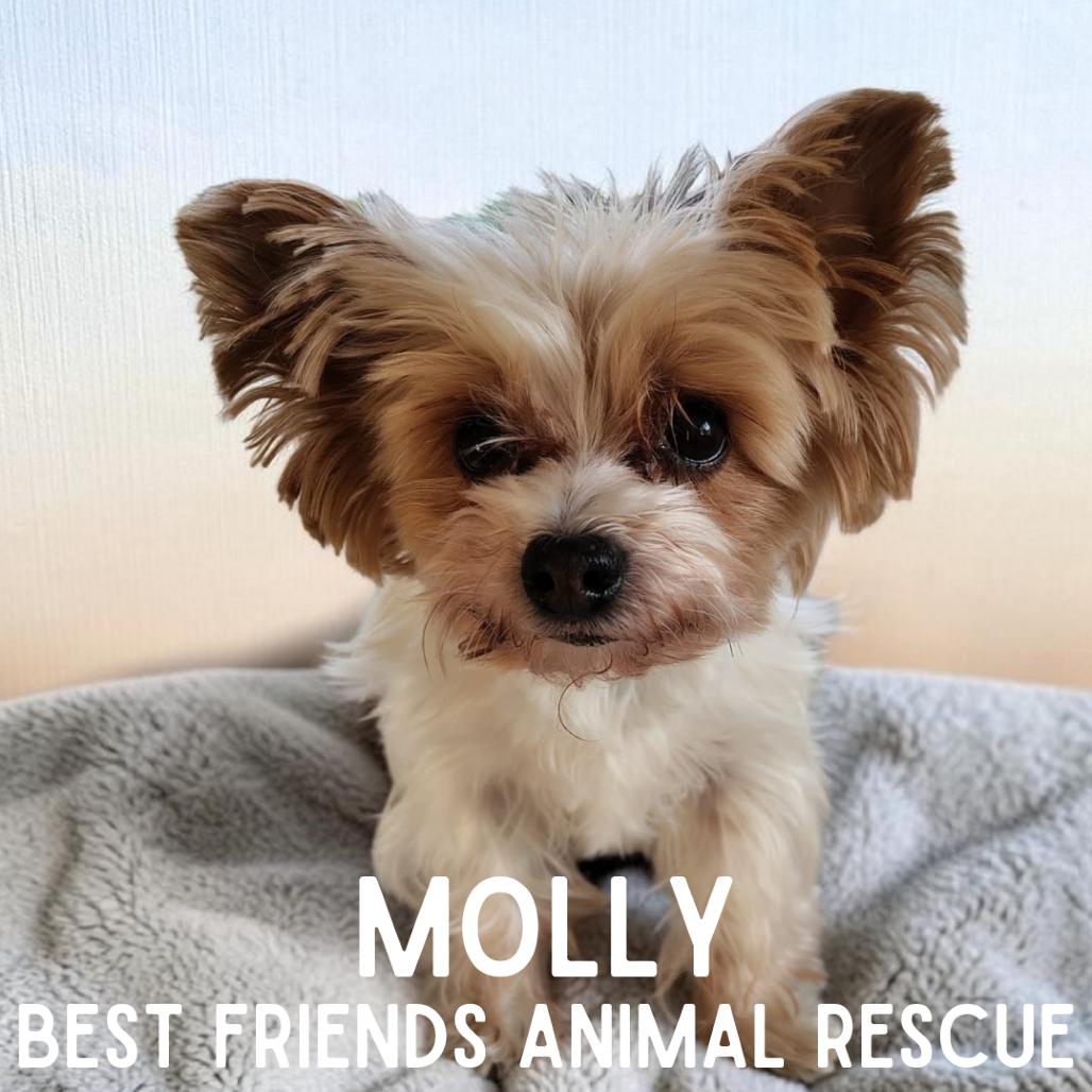 Enlarge Molly, a Adoptable mixed breed in Wasilla, AK image 3/4