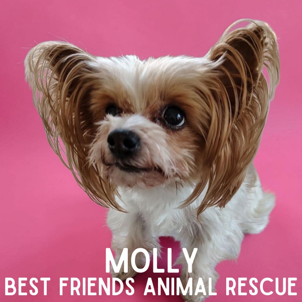 Enlarge Molly, a Adoptable mixed breed in Wasilla, AK image 4/4