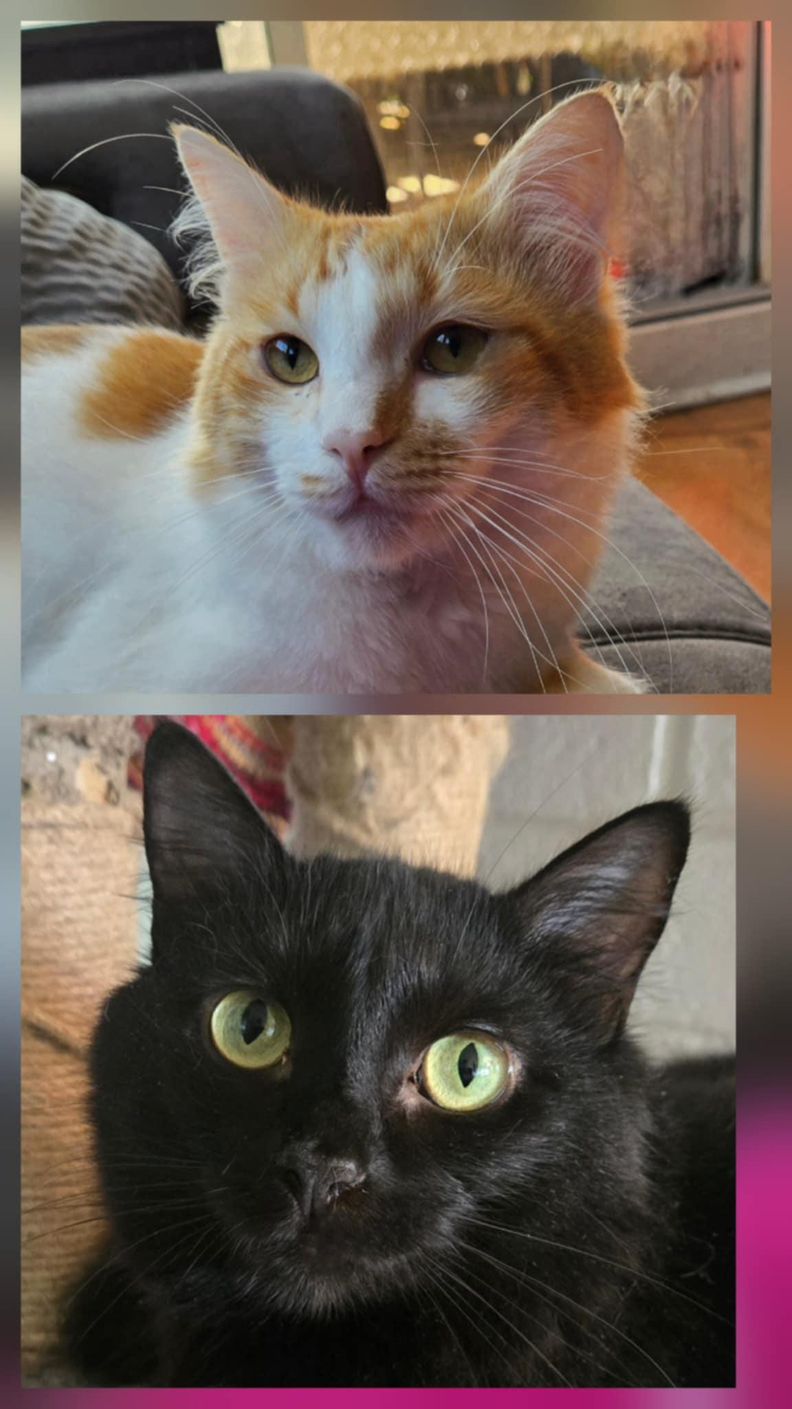 Chester & Panther