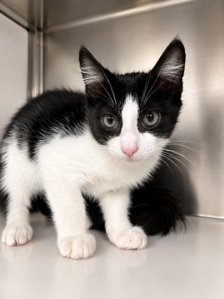 KITTY PURRY, Adoptable, Young Female Domestic Short Hair.