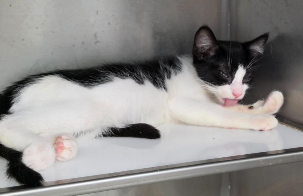 KITTY PURRY, a Adoptable mixed breed in Rome, GA image 2/2