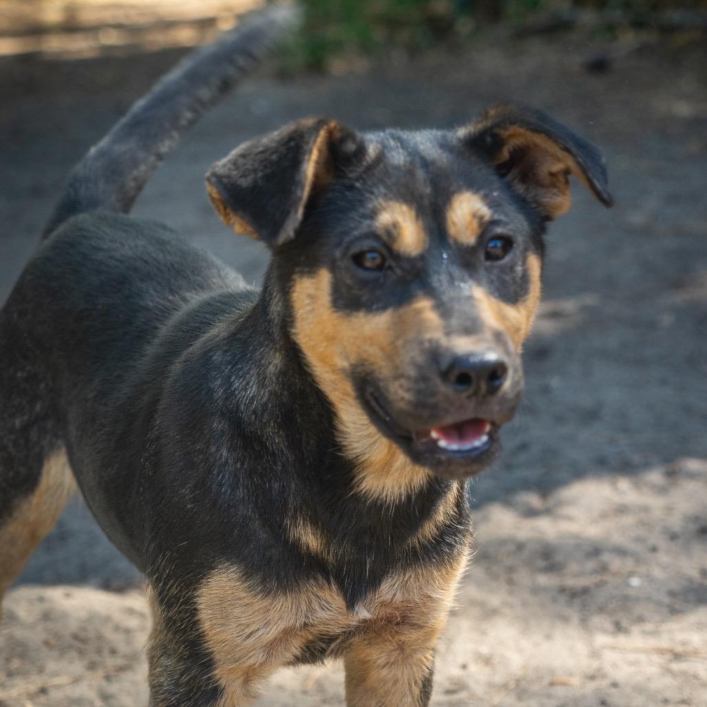 Woody, Adoptable, Puppy Male Shepherd & Husky.