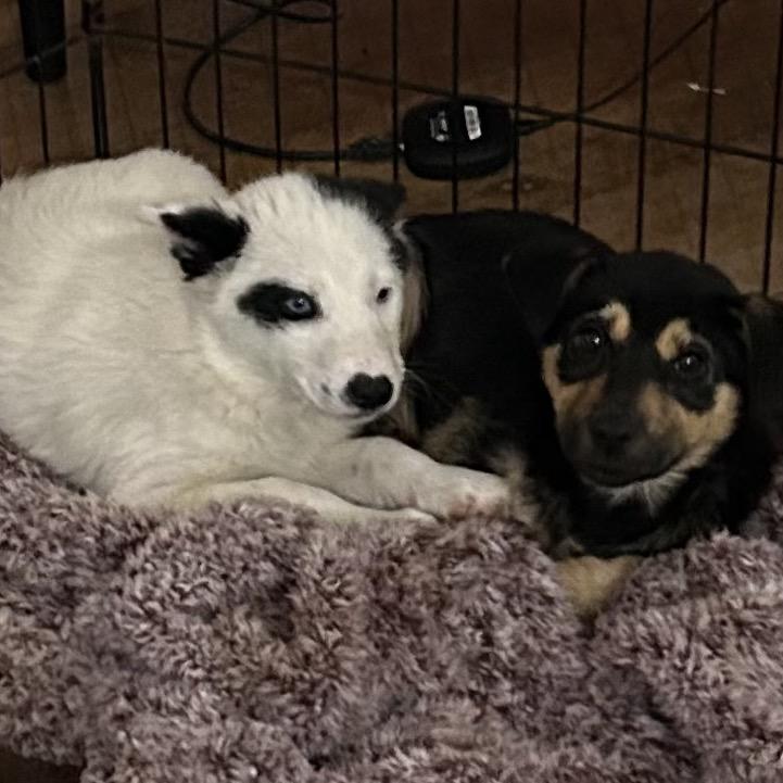 Enlarge Woody, a Adoptable mixed breed in Aberdeen, NC image 2/4