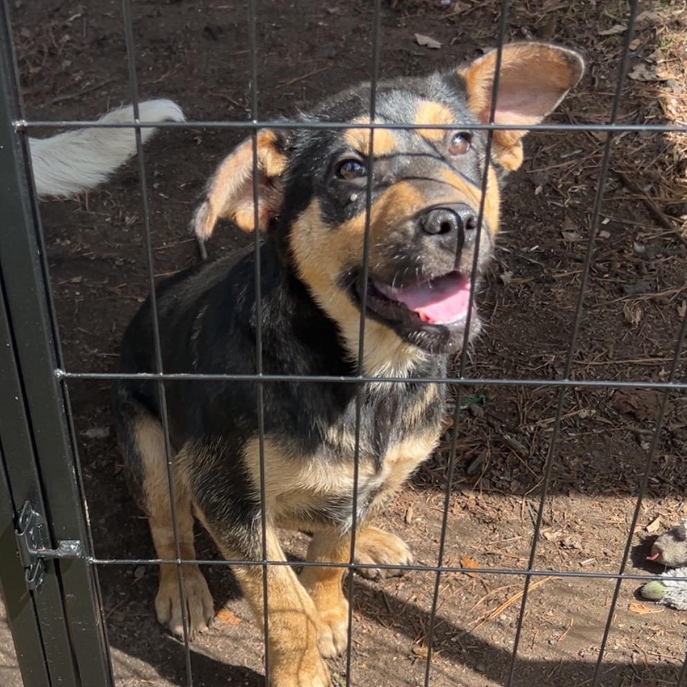 Enlarge Woody, a Adoptable mixed breed in Aberdeen, NC image 3/4