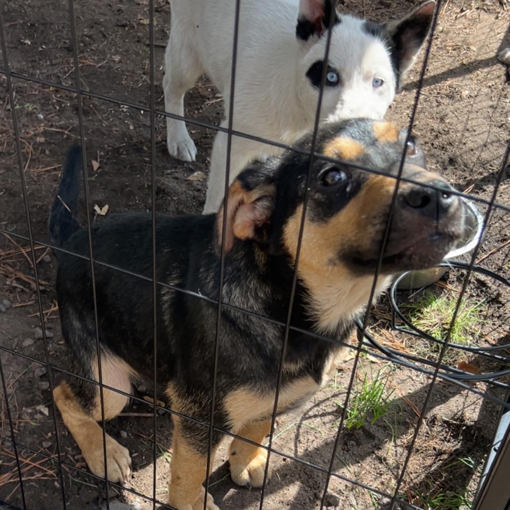 Enlarge Woody, a Adoptable mixed breed in Aberdeen, NC image 4/4