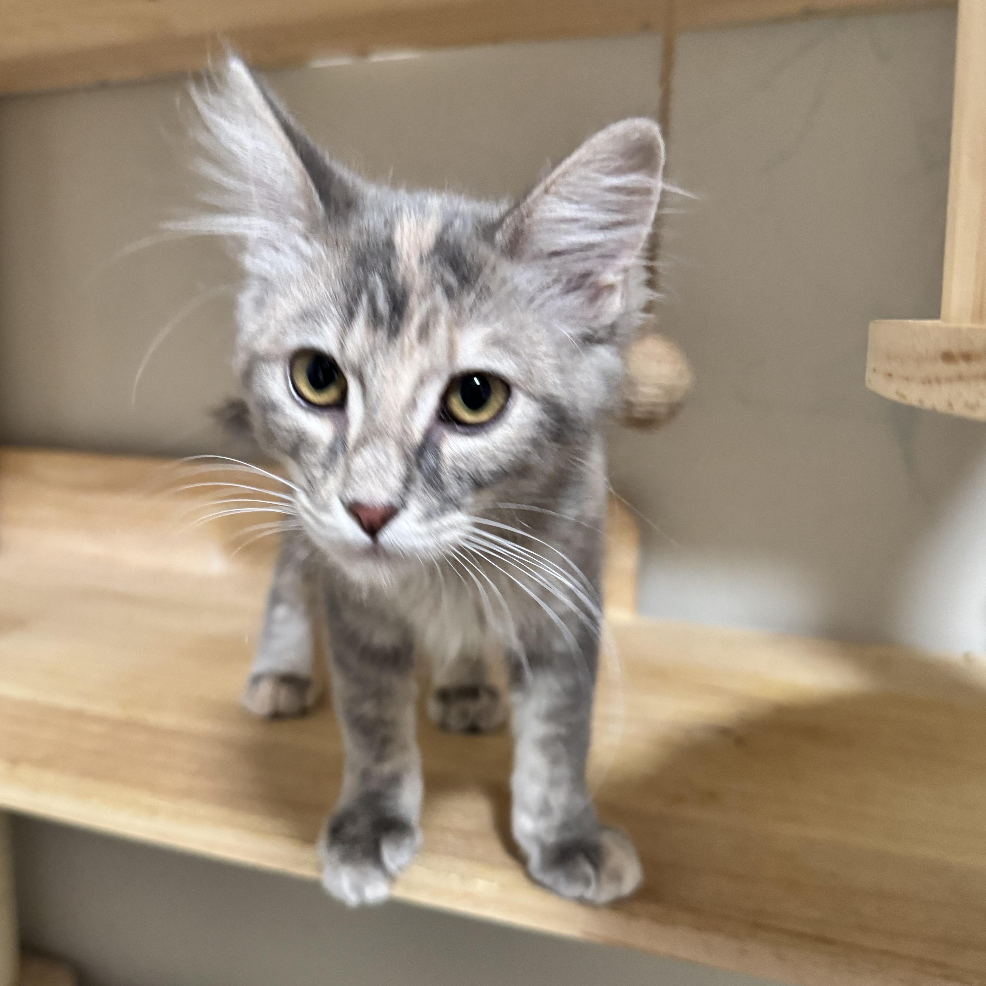 Enlarge Kiwi, a Adoptable Domestic Long Hair in Riverside, CA image 4/4