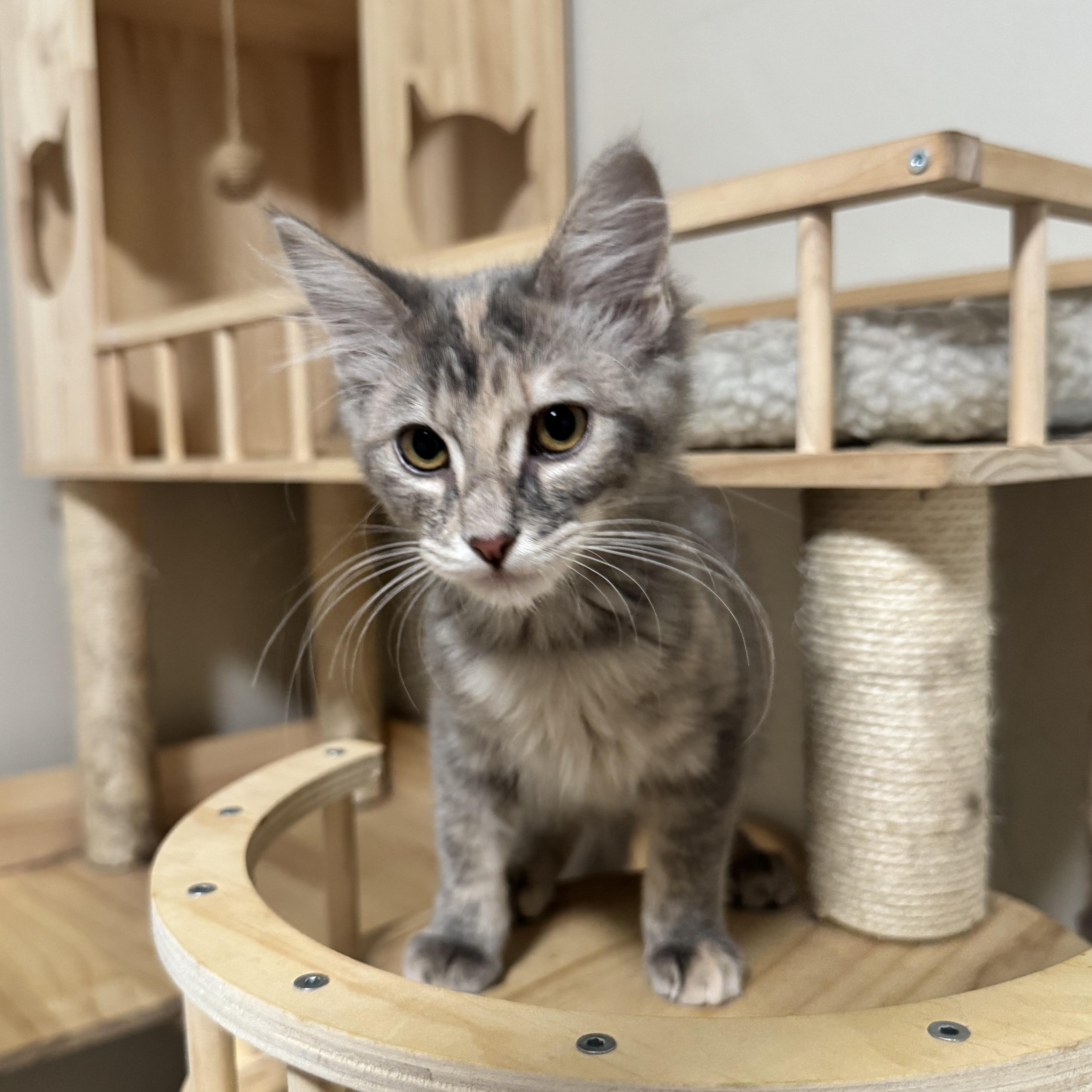 Enlarge Kiwi, a Adoptable Domestic Long Hair in Riverside, CA image 3/4