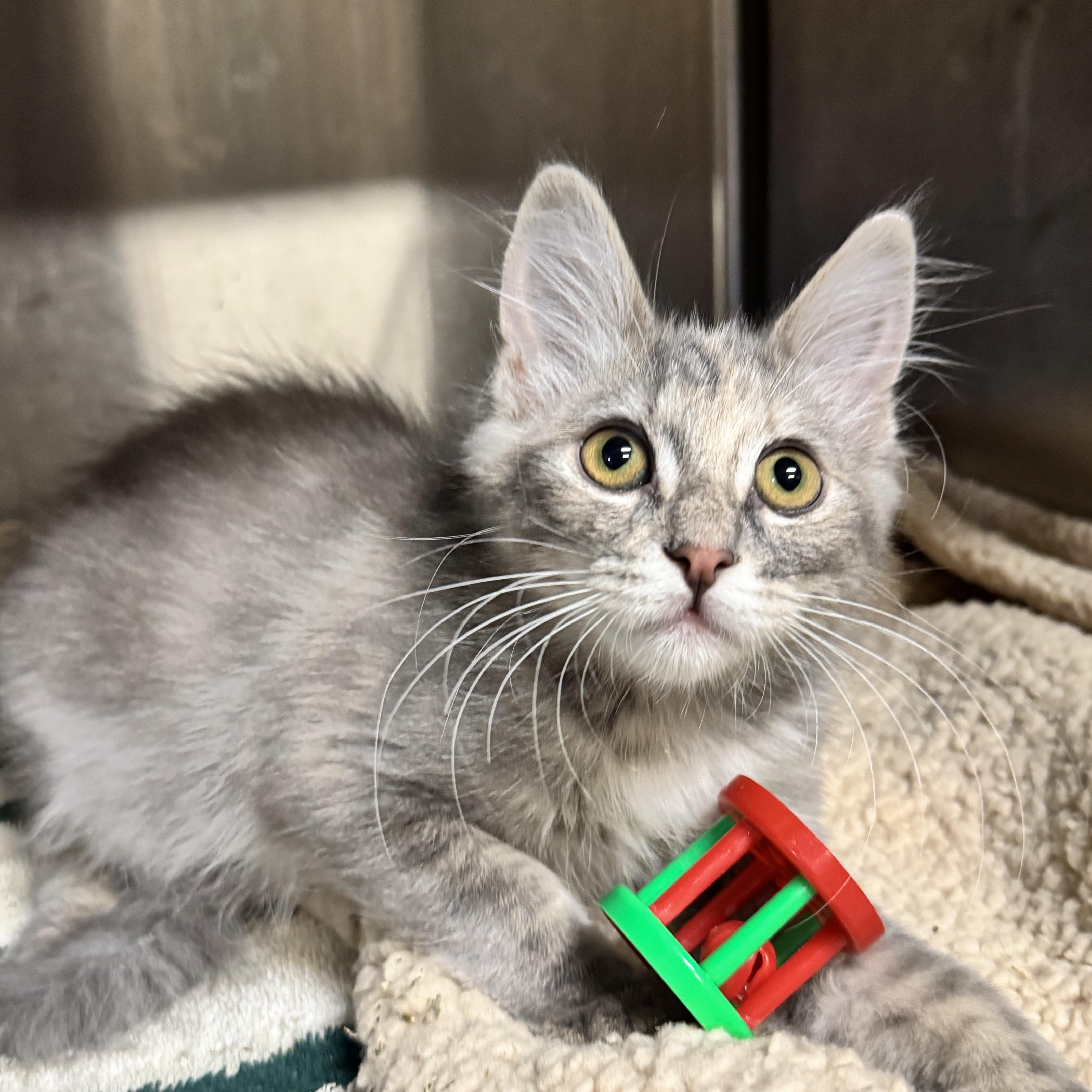 Enlarge Kiwi, a Adoptable Domestic Long Hair in Riverside, CA image 1/4