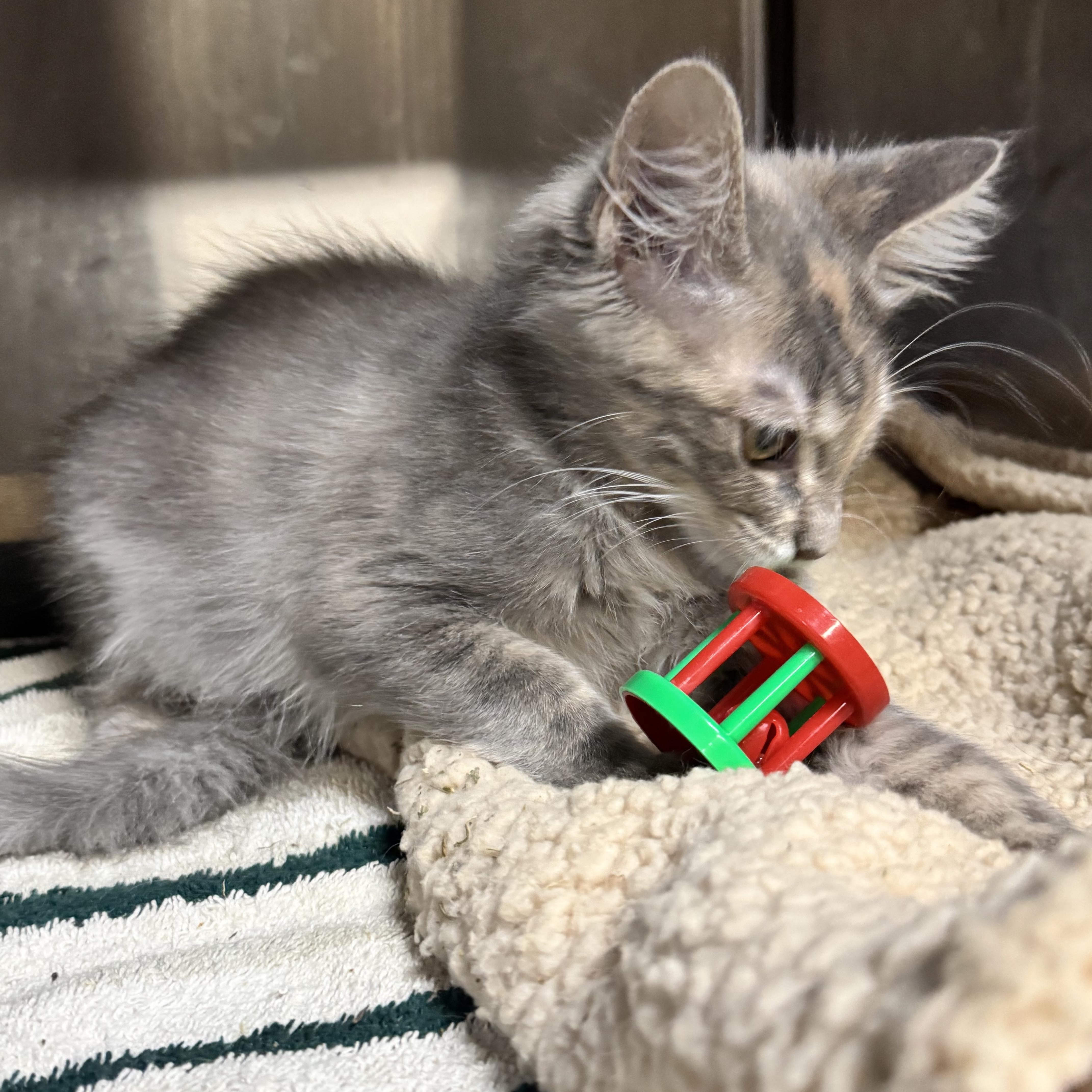Enlarge Kiwi, a Adoptable Domestic Long Hair in Riverside, CA image 2/4