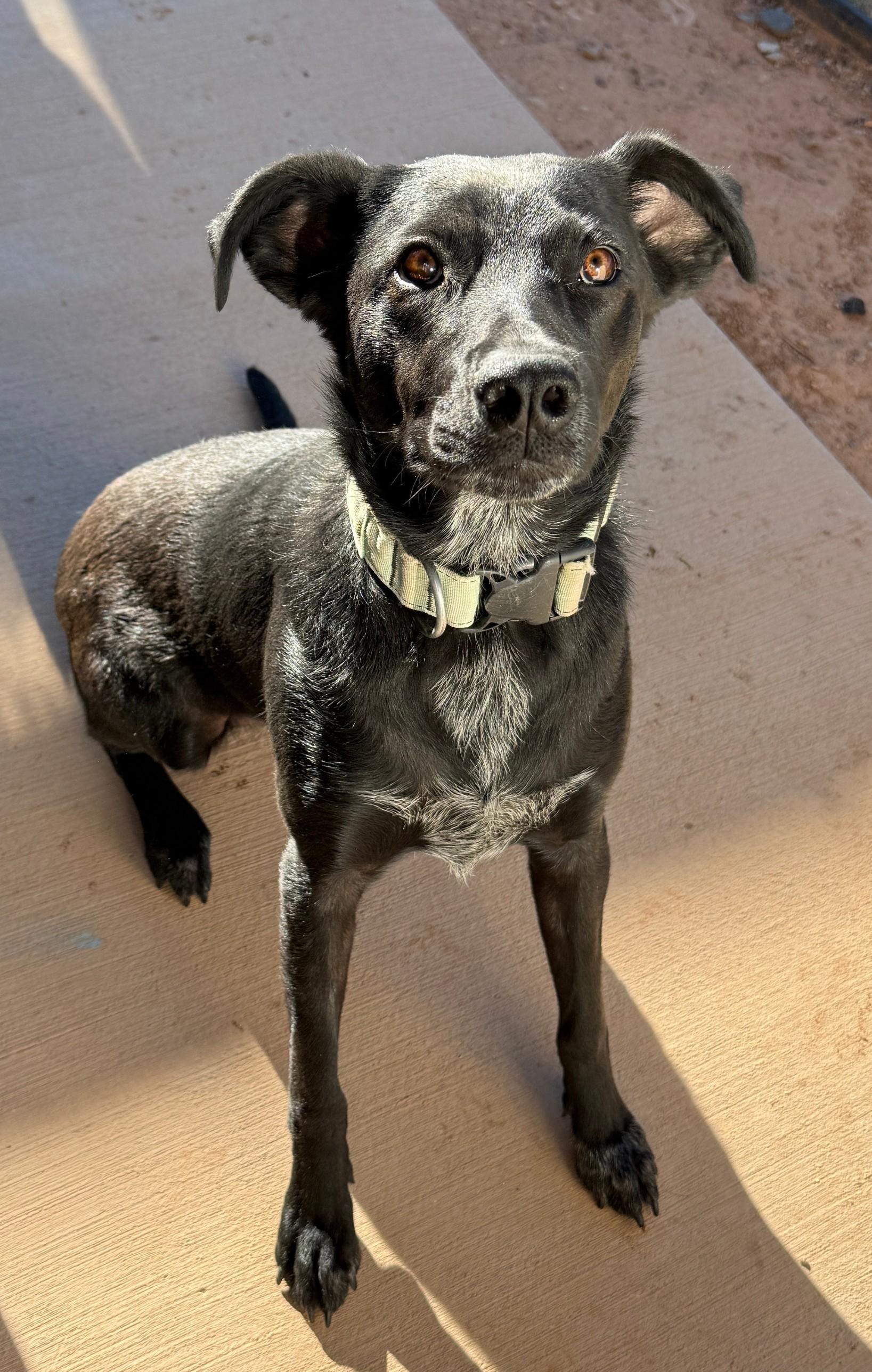 Bree, adopted, Adult Female Black Labrador Retriever.