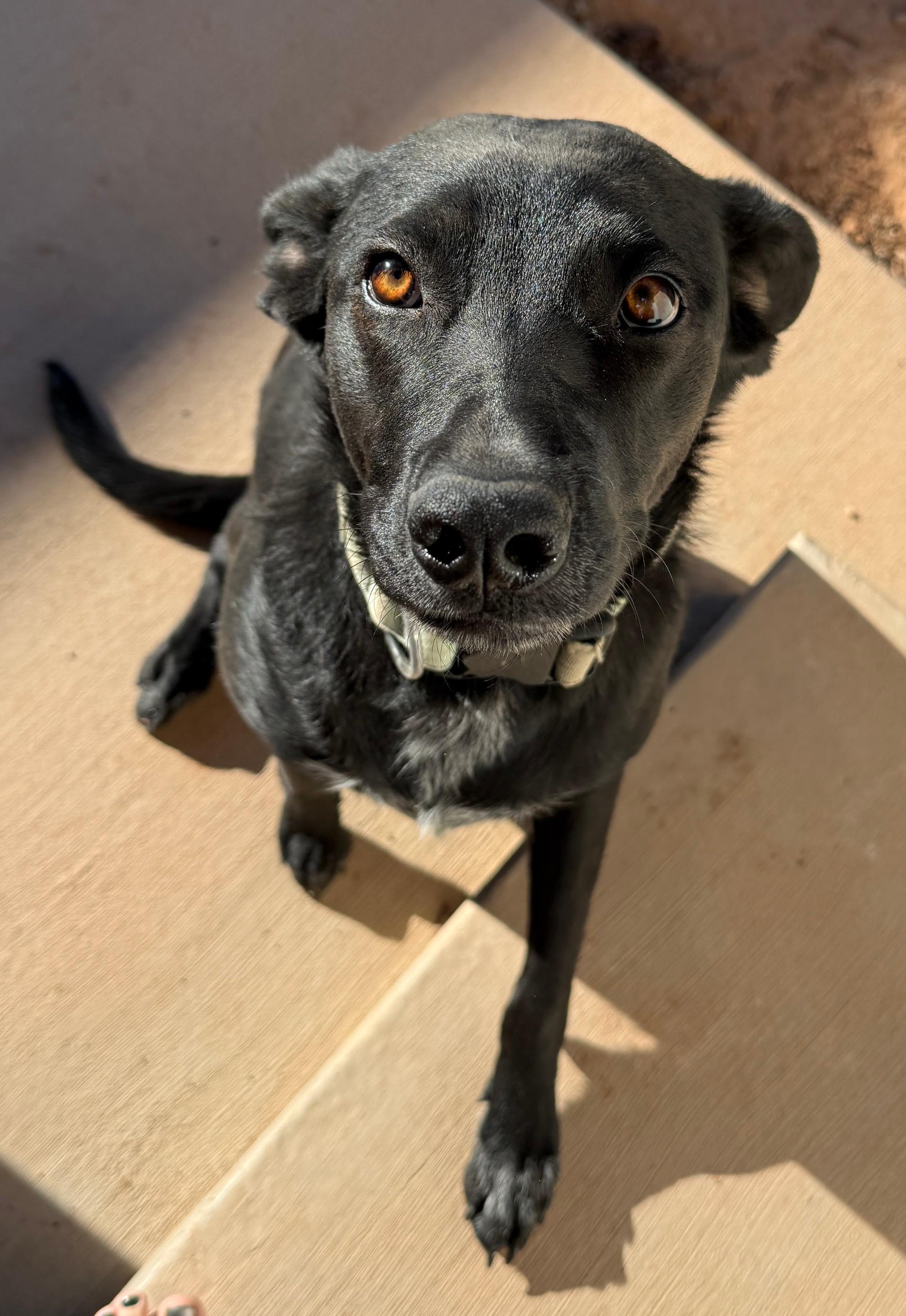 Enlarge Bree, an adopted mixed breed in Cortez, CO image 2/3