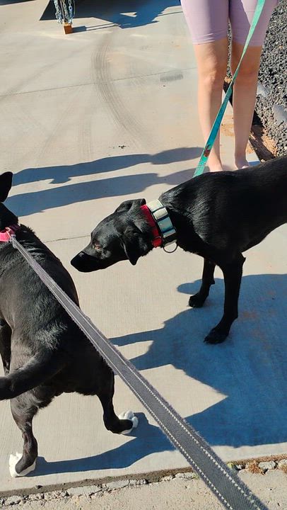 Enlarge Bree, an adopted mixed breed in Cortez, CO video 3/3