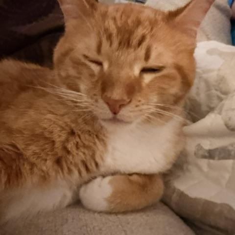 Enlarge Indy - Small Dog Friendly, a Adoptable Domestic Short Hair in Holland, MI image 3/5