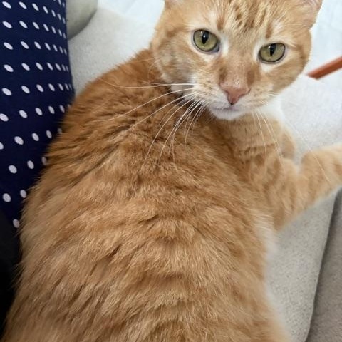 Enlarge Indy - Small Dog Friendly, a Adoptable Domestic Short Hair in Holland, MI image 2/5