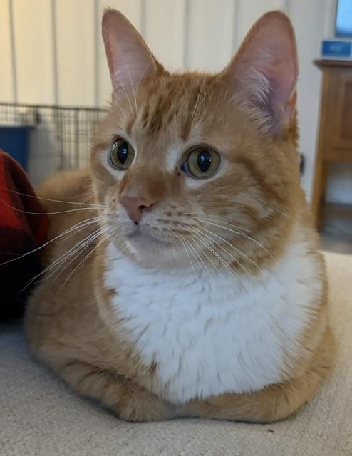 Enlarge Indy - Small Dog Friendly, a Adoptable Domestic Short Hair in Holland, MI image 1/5