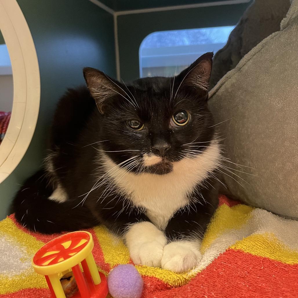 Diesel, Adoptable, Young Male Domestic Short Hair.