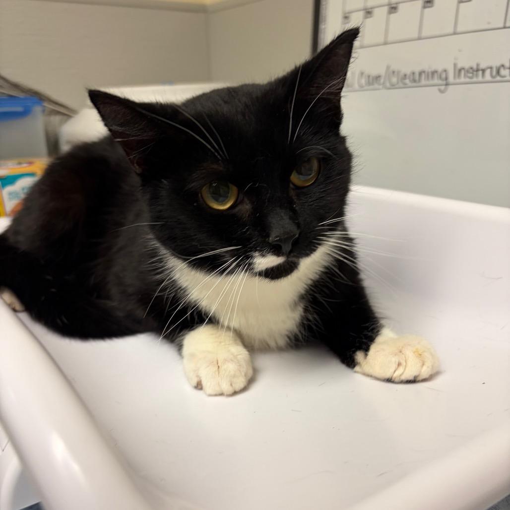 Enlarge Diesel, a Adoptable Domestic Short Hair in Morrisville, VT image 2/2