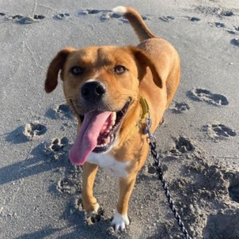 Wes, Adoptable, Adult Male Shepherd & Hound.