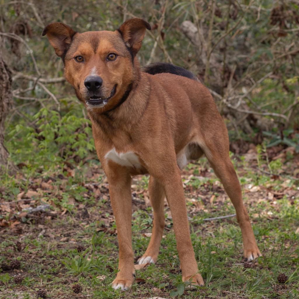 Enlarge Wes, a Adoptable mixed breed in QUINCY, FL image 2/4