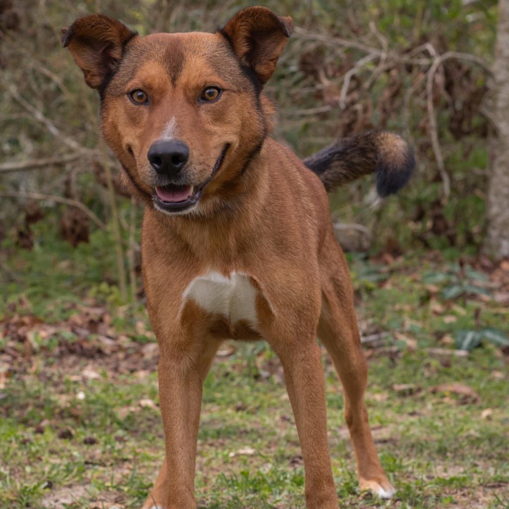 Enlarge Wes, a Adoptable mixed breed in QUINCY, FL image 3/4