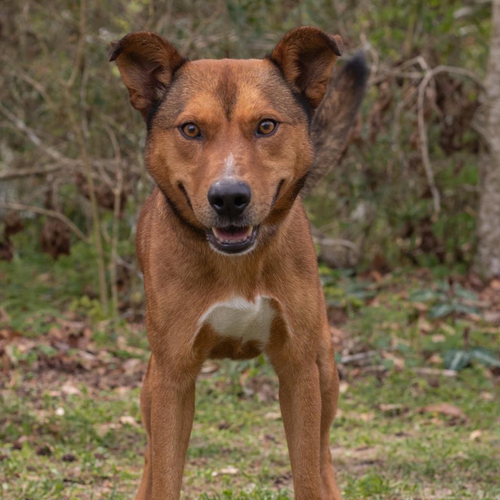 Enlarge Wes, a Adoptable mixed breed in QUINCY, FL image 4/4