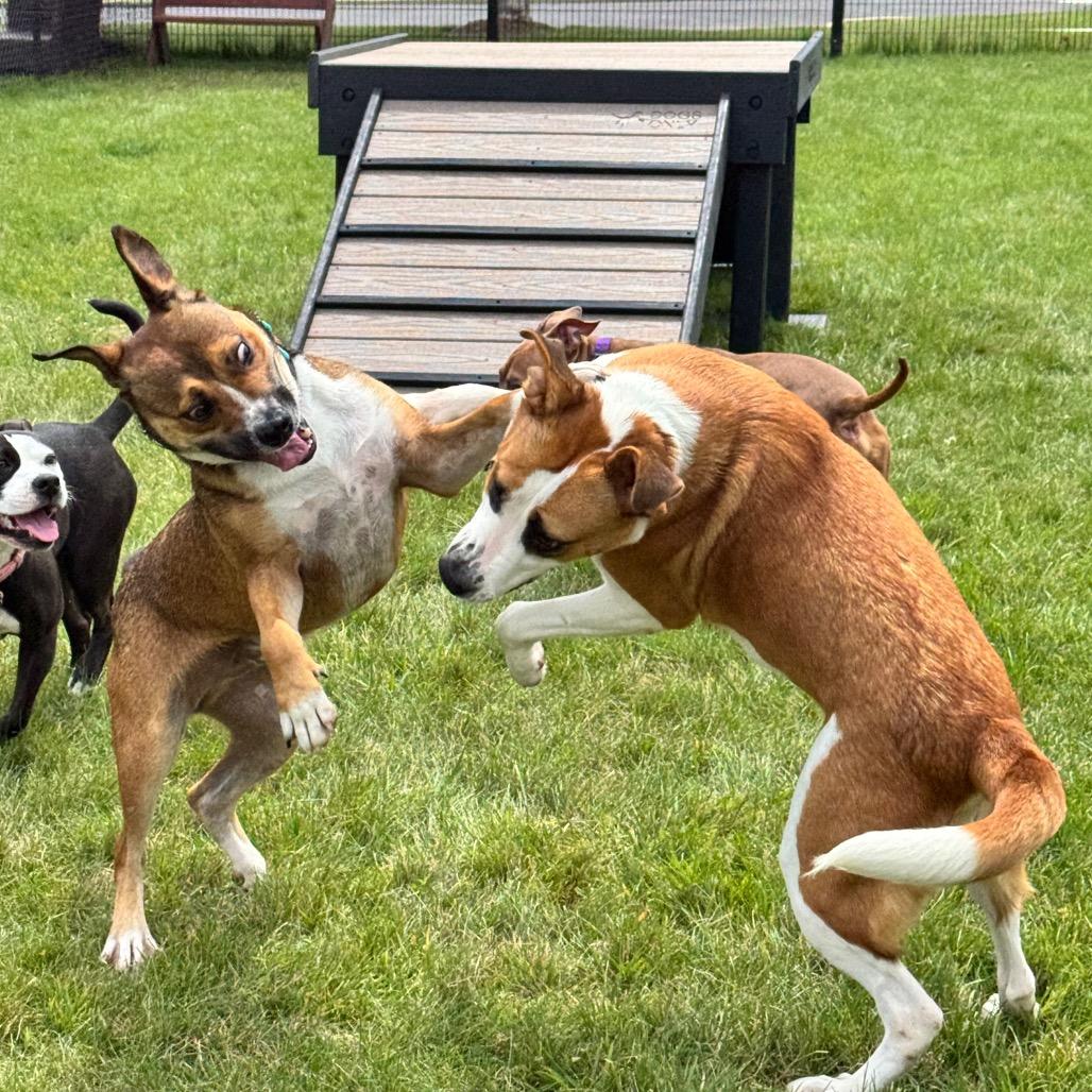 Walker, Adoptable, Adult Male Mixed Breed.