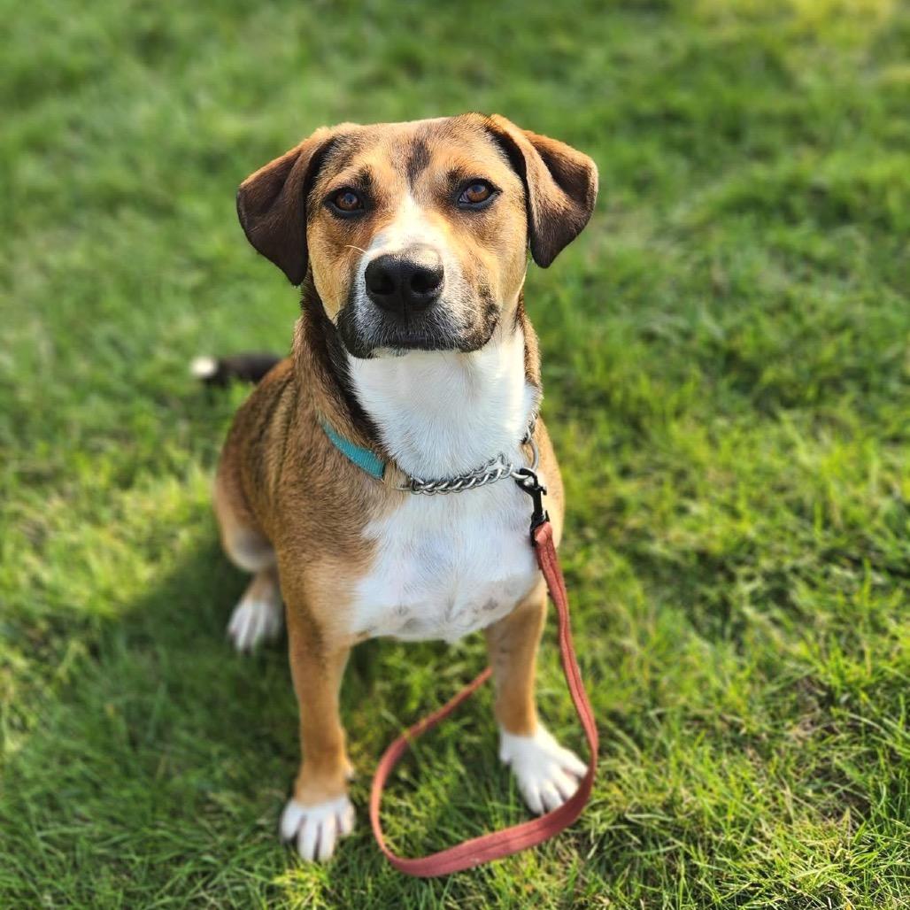 Enlarge Walker, a Adoptable Mixed Breed in Wheeling, IL image 3/5
