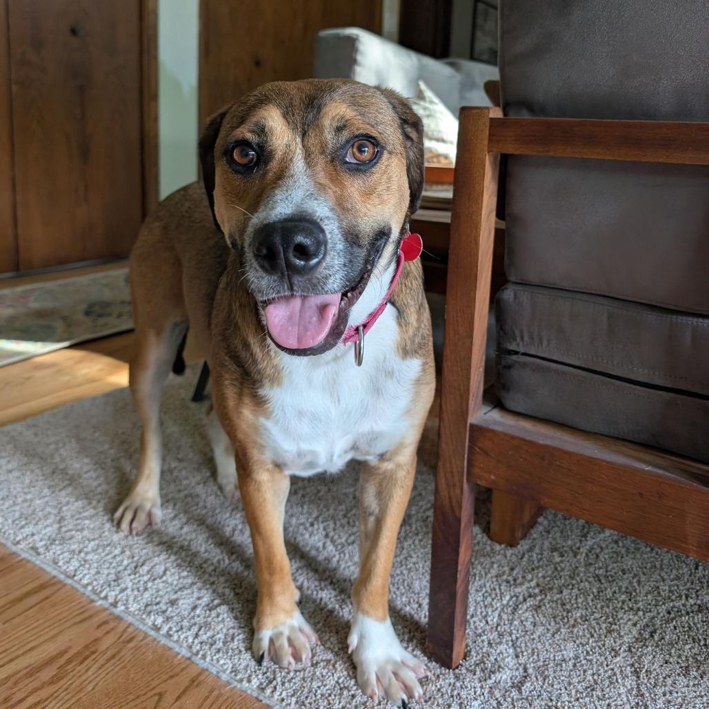 Enlarge Walker, a Adoptable Mixed Breed in Wheeling, IL image 4/5