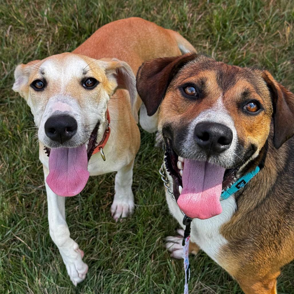 Enlarge Walker, a Adoptable Mixed Breed in Wheeling, IL image 5/5