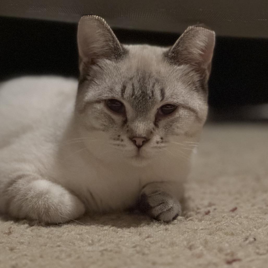Enlarge Pipper, a Adoptable Domestic Short Hair in Greenfield, IN image 1/4
