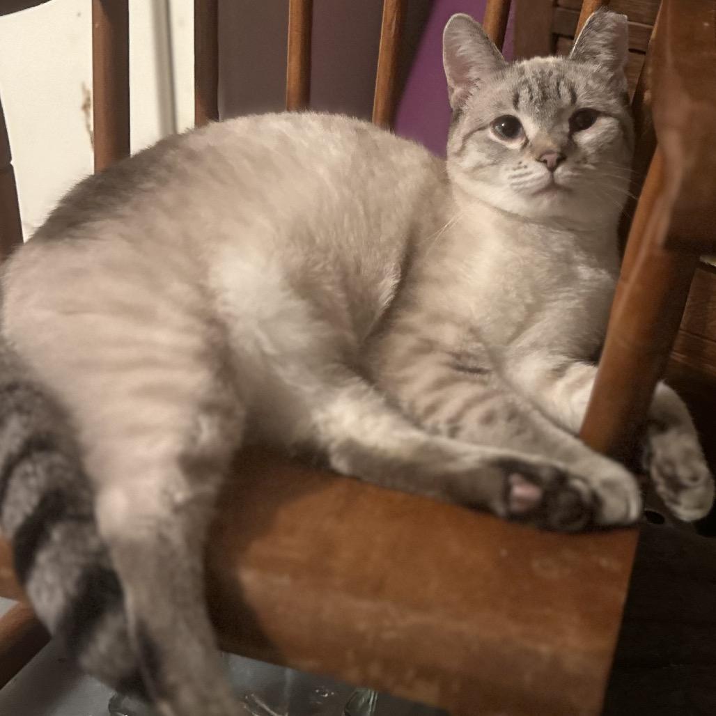 Enlarge Pipper, a Adoptable Domestic Short Hair in Greenfield, IN image 2/4