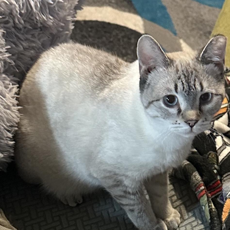 Enlarge Pipper, a Adoptable Domestic Short Hair in Greenfield, IN image 3/4