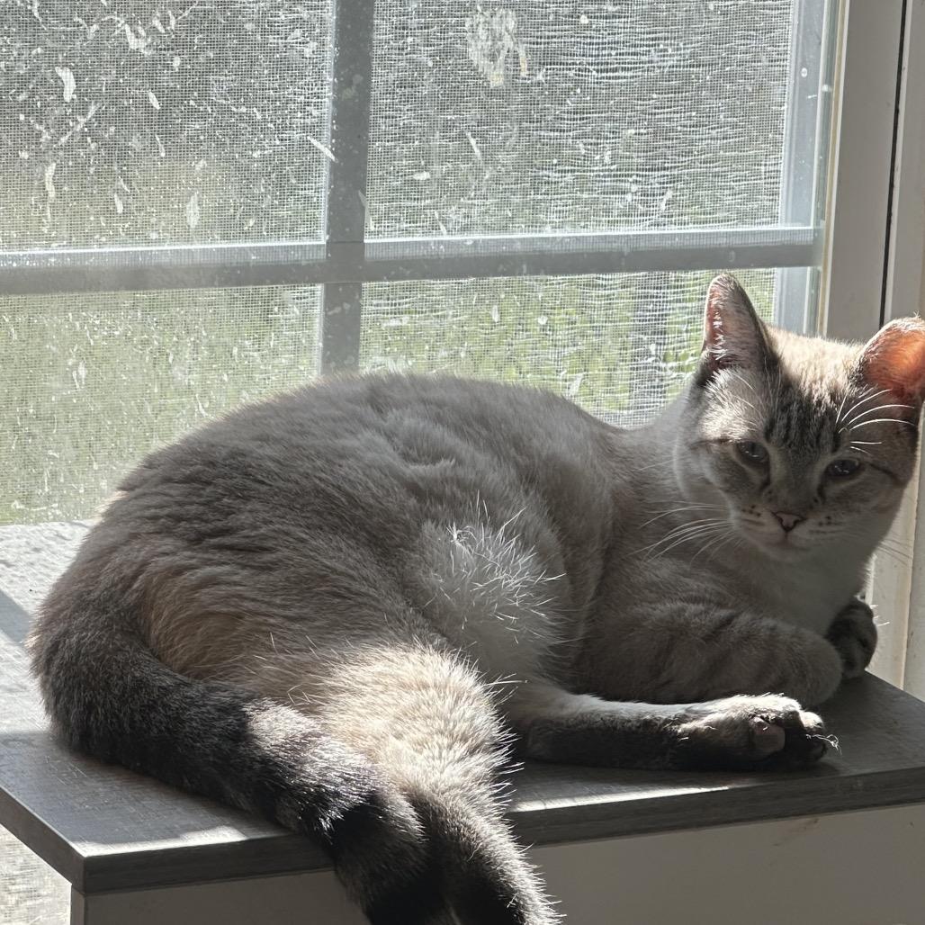 Enlarge Pipper, a Adoptable Domestic Short Hair in Greenfield, IN image 4/4