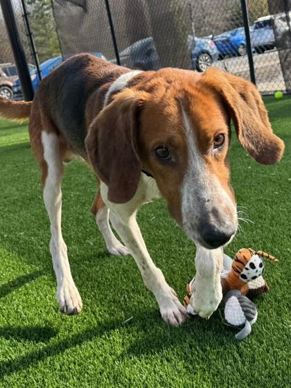 Enlarge Elmer, a Adoptable mixed breed in Chesapeake, VA image 1/3