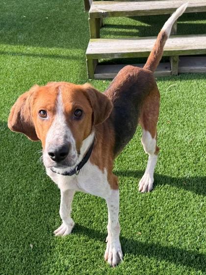 Enlarge Elmer, a Adoptable mixed breed in Chesapeake, VA image 2/3