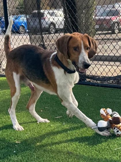 Enlarge Elmer, a Adoptable mixed breed in Chesapeake, VA image 3/3