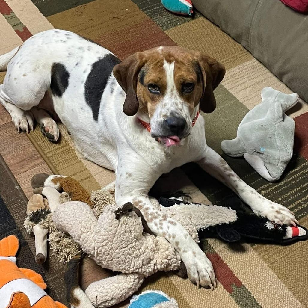 Enlarge Tilly, a Adoptable mixed breed in Potomac, MD image 1/6